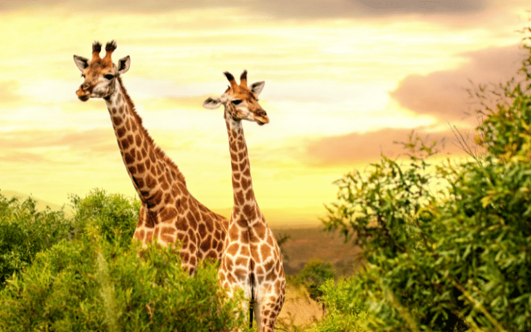 10 Fascinating Facts about Giraffes